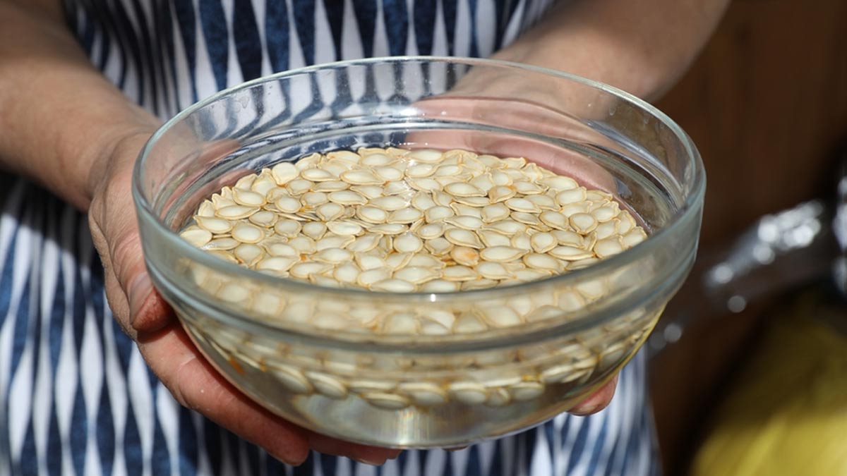 Healthy Morning Habits: Expert Lists Benefits Of Pumpkin Seed Water On An Empty Stomach