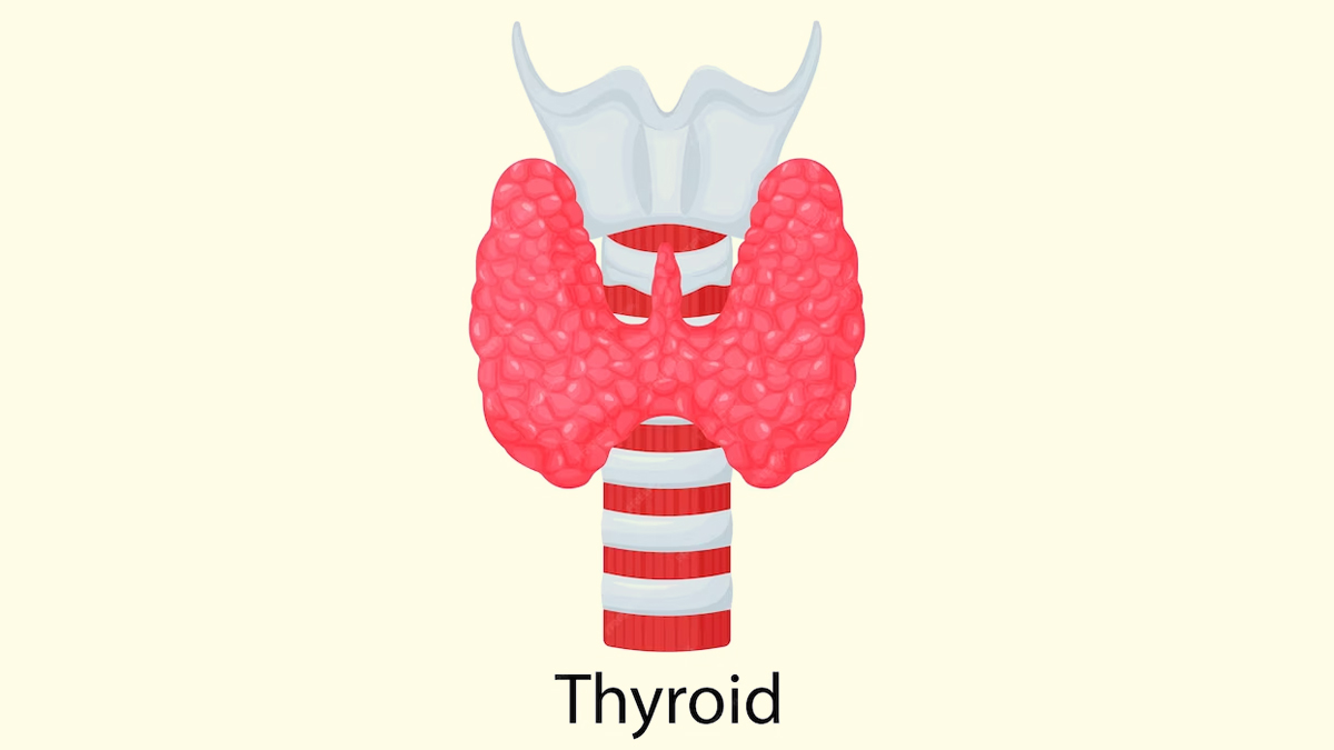 thyroid gland