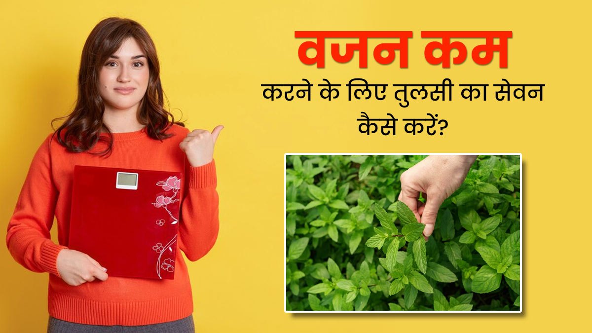 वजन कम करने के लिए इन 4 तरीकों से करें तुलसी का सेवन, तेजी से होगा फैट बर्न 