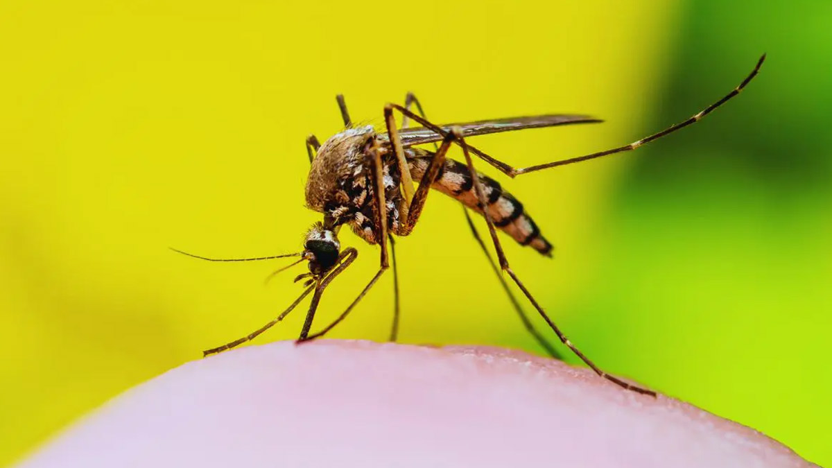 Zika Virus Cases Reported In Pune, Total Tally Rises To Six 