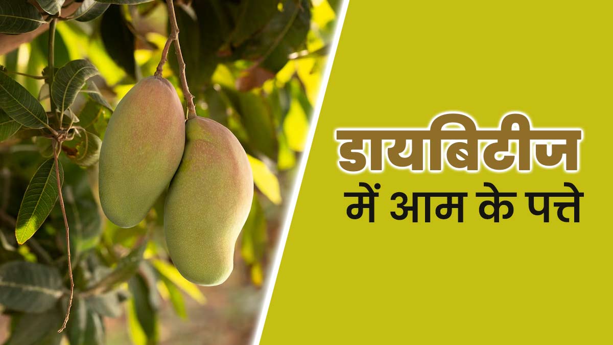 डायबिटीज को मैनेज कर सकते हैं आम के पत्ते, जानें इस्तेमाल के फायदे और तरीका