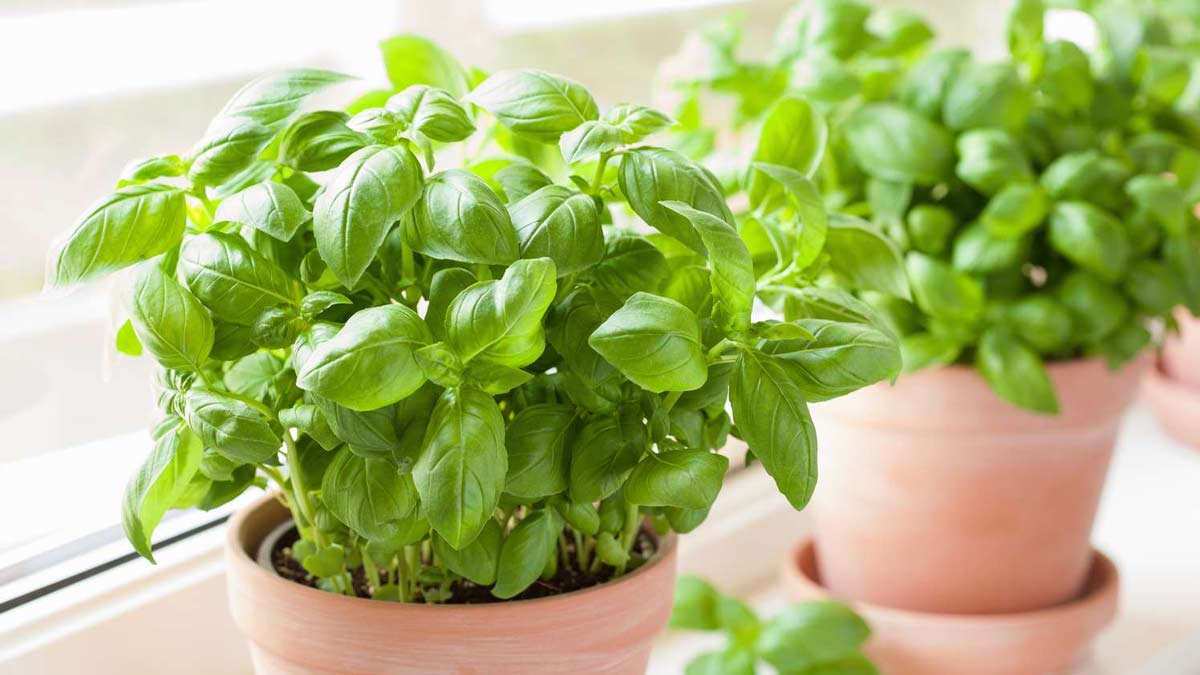 मानसून में तुलसी के पत्तों का सेवन कैसे करें? जानें 4 तरीके, जिनसे बढ़ेगी इम्यूनिटी और बीमारियों से होगा बचाव