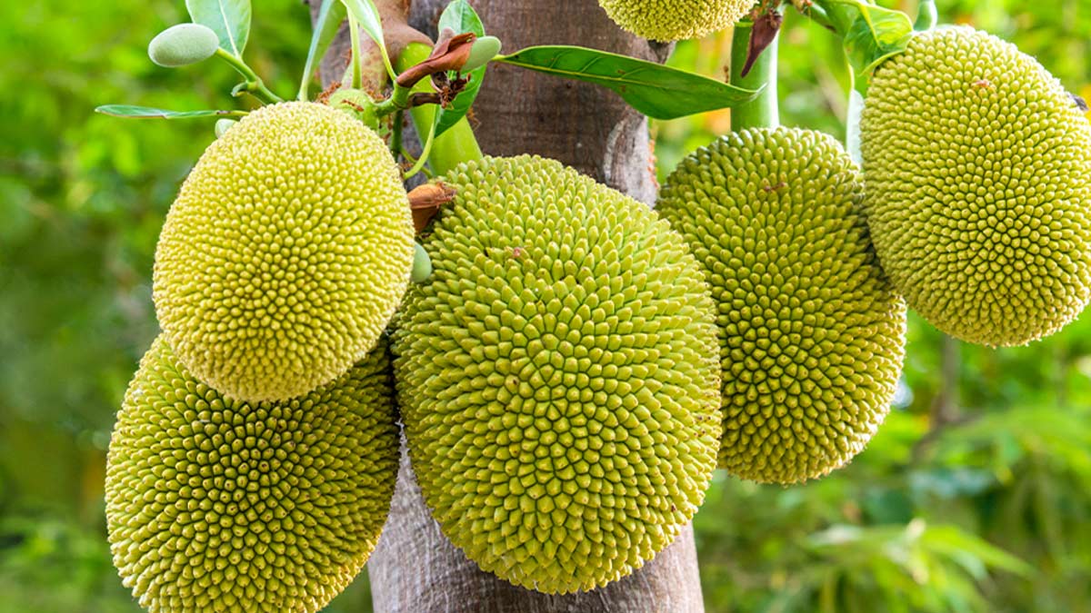 jackfruit-tea-inside
