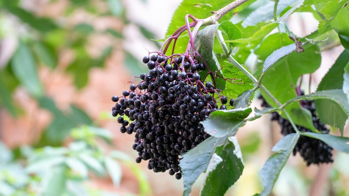 elderberry