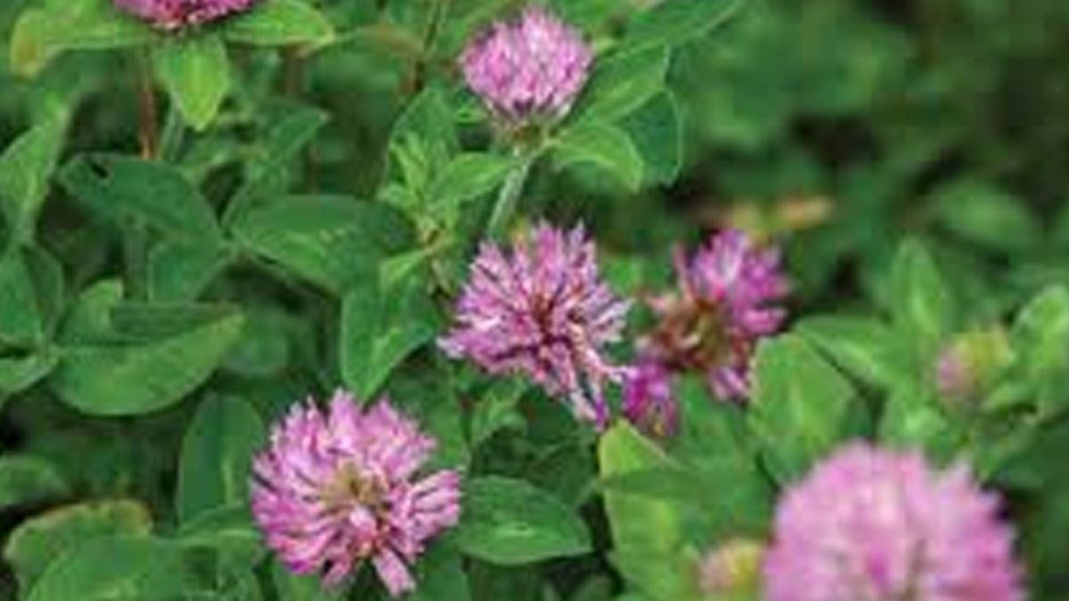 red clover benefits in hindi