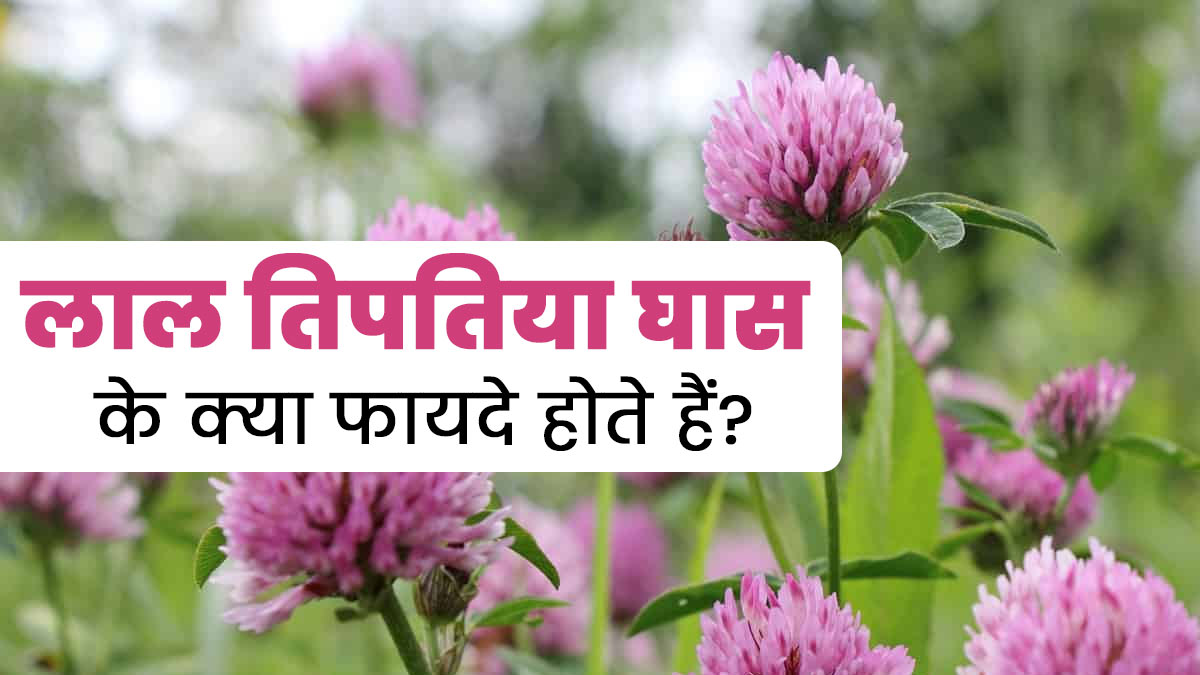 लाल तिपतिया घास क्या है? जानें आयुर्वेद में किन समस्याओं में किया जाता है इसका इस्तेमाल