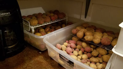 क्या आलू को फ्रिज में स्टोर करना नुकसानदायक होता है? जानें एक्सपर्ट से 