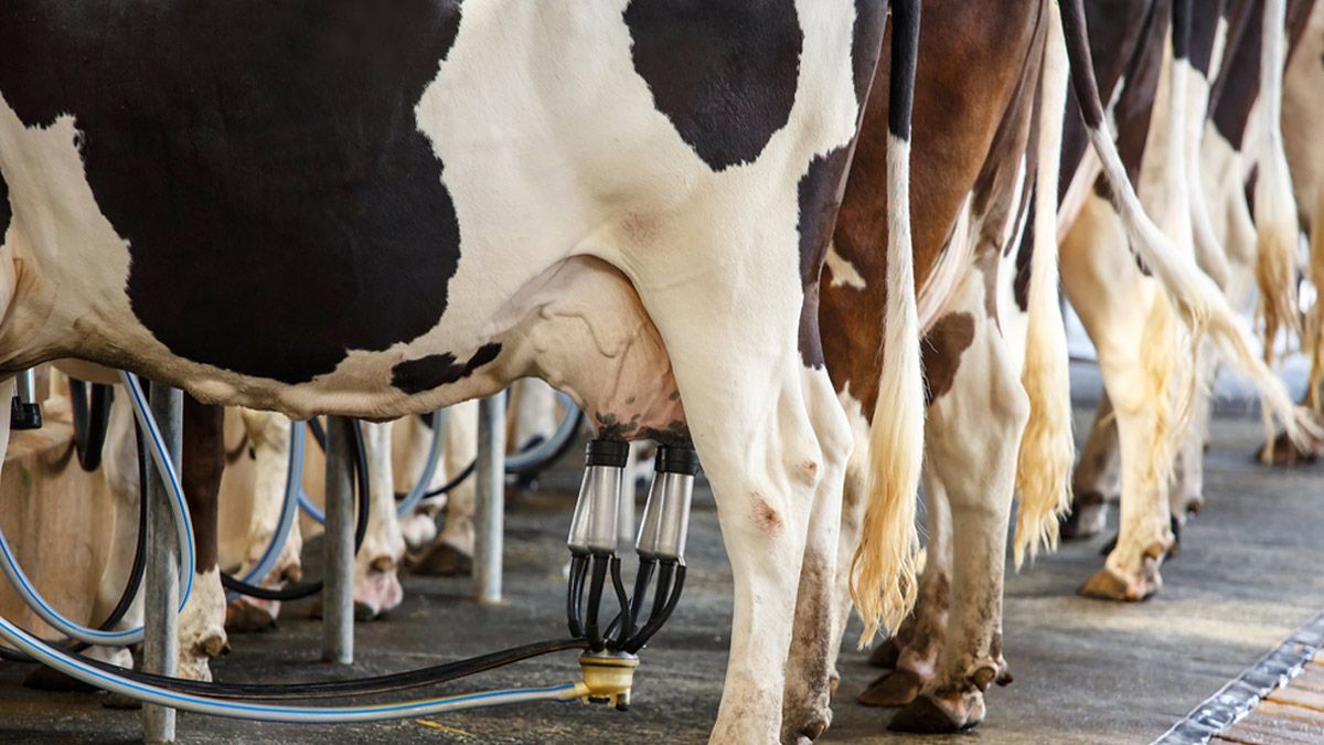 OMHHyperLocal: From Pesticides, Hormones To Heavy Metals, The Alarming Truth About Adulteration in Indian Milk