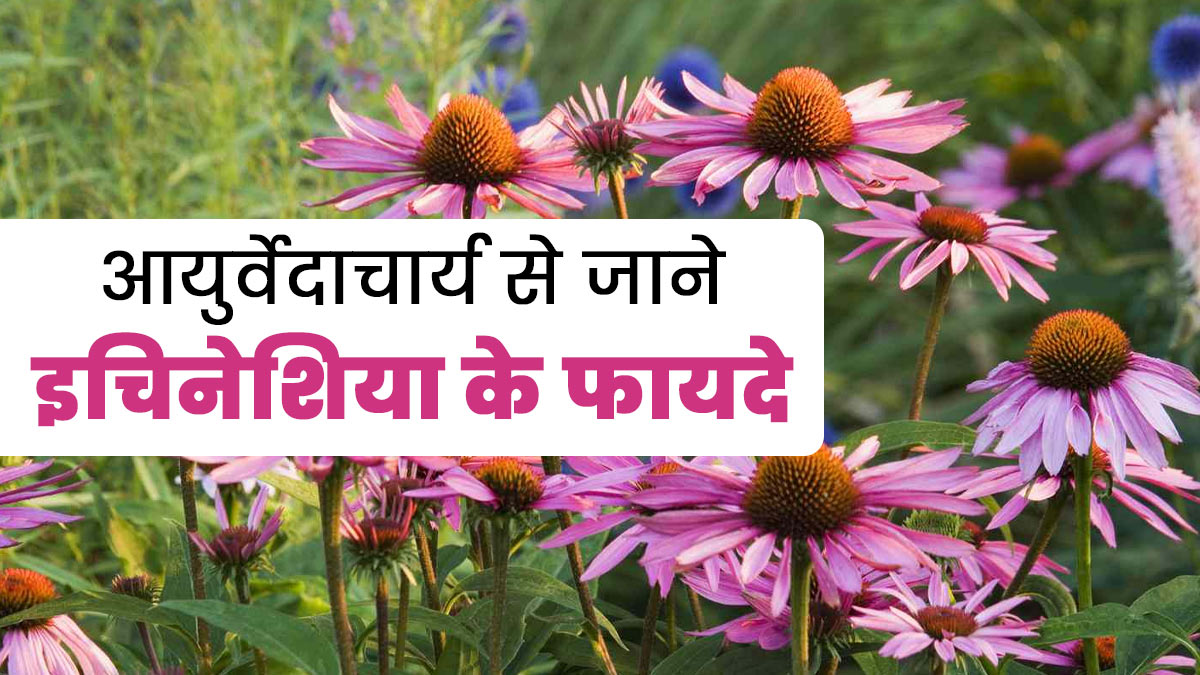 सर्दी-जुकाम और इंफेक्शन को दूर करती है इचिनेशिया हर्ब, आयुर्वेदाचार्य से जानें इसके फायदे