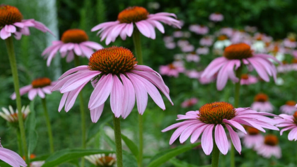 echinacea herb to get rid cold 
