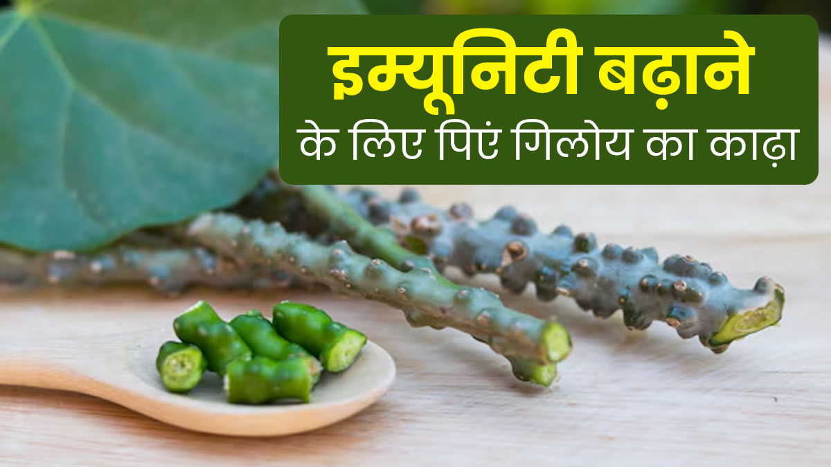 मानसून में इम्यूनिटी बढ़ाने के लिए पिएं गिलोय का काढ़ा, जानें बनाने का तरीका और फायदे