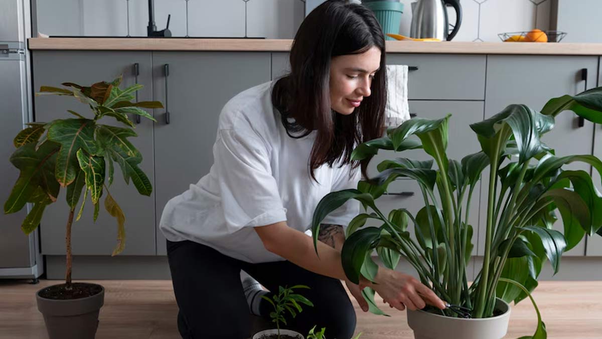 Combating Dengue And Malaria: 5 Plants That Can Naturally Repel Mosquitoes