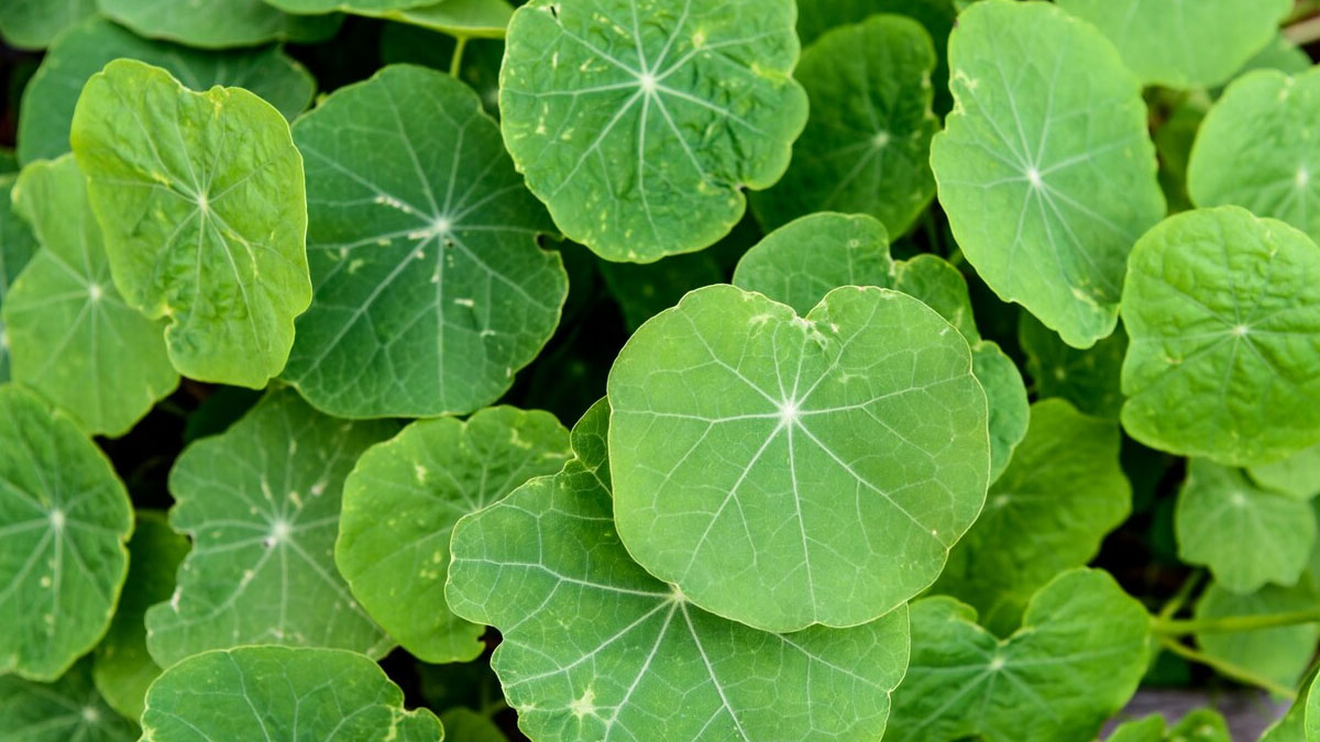 Gotu Kola Herb