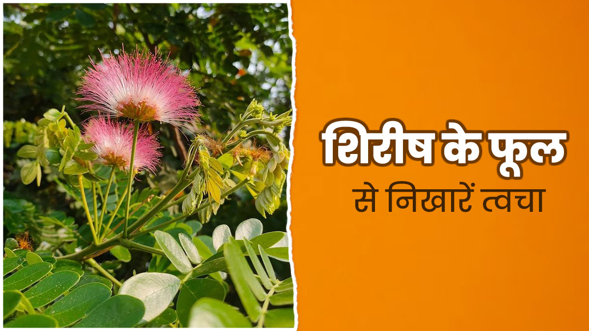 त्वचा की कई समस्याओं से छुटकारा दिलाते हैं शिरीष के फूल, आयुर्वेद के अनुसार इन 2 तरीकों से करें इस्तेमाल