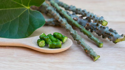 Giloy for Liver: क्या गिलोय लिवर हेल्थ के लिए फायदेमंद होता है? डॉक्टर से जानें सेवन का तरीका 