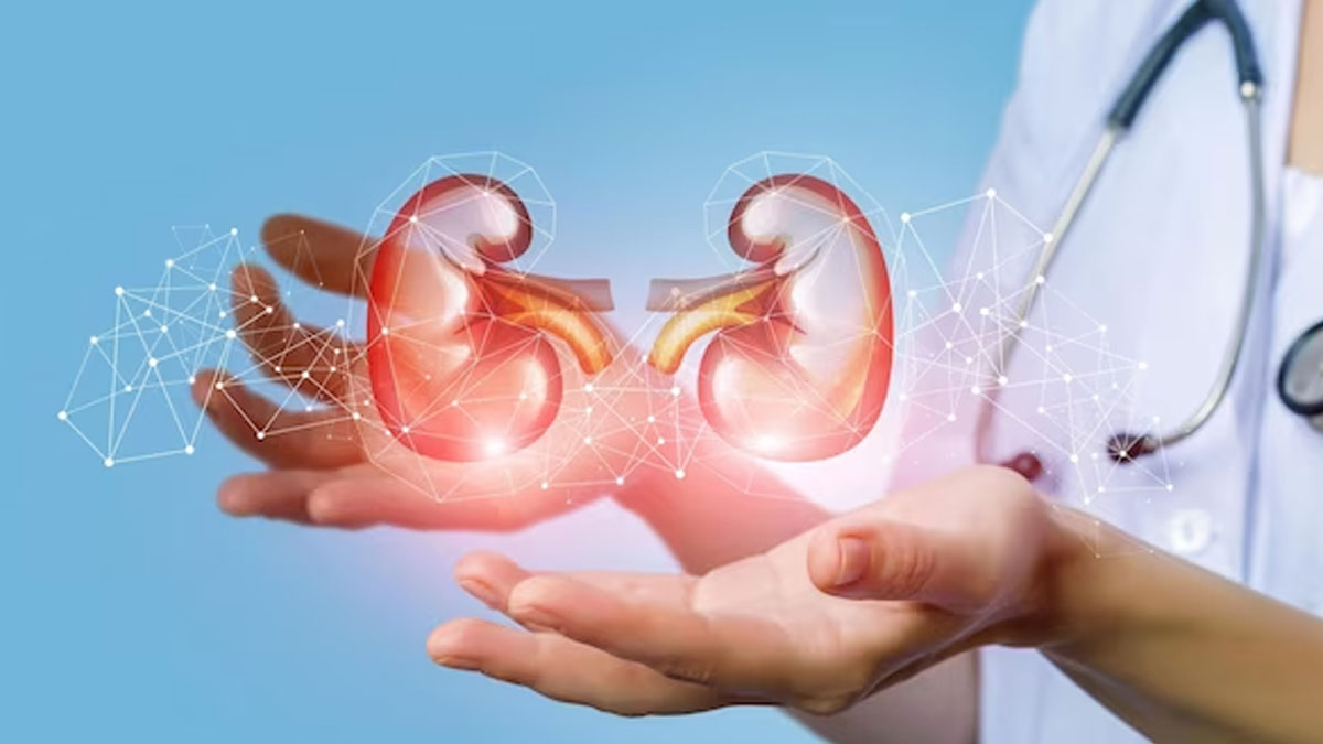 kidney