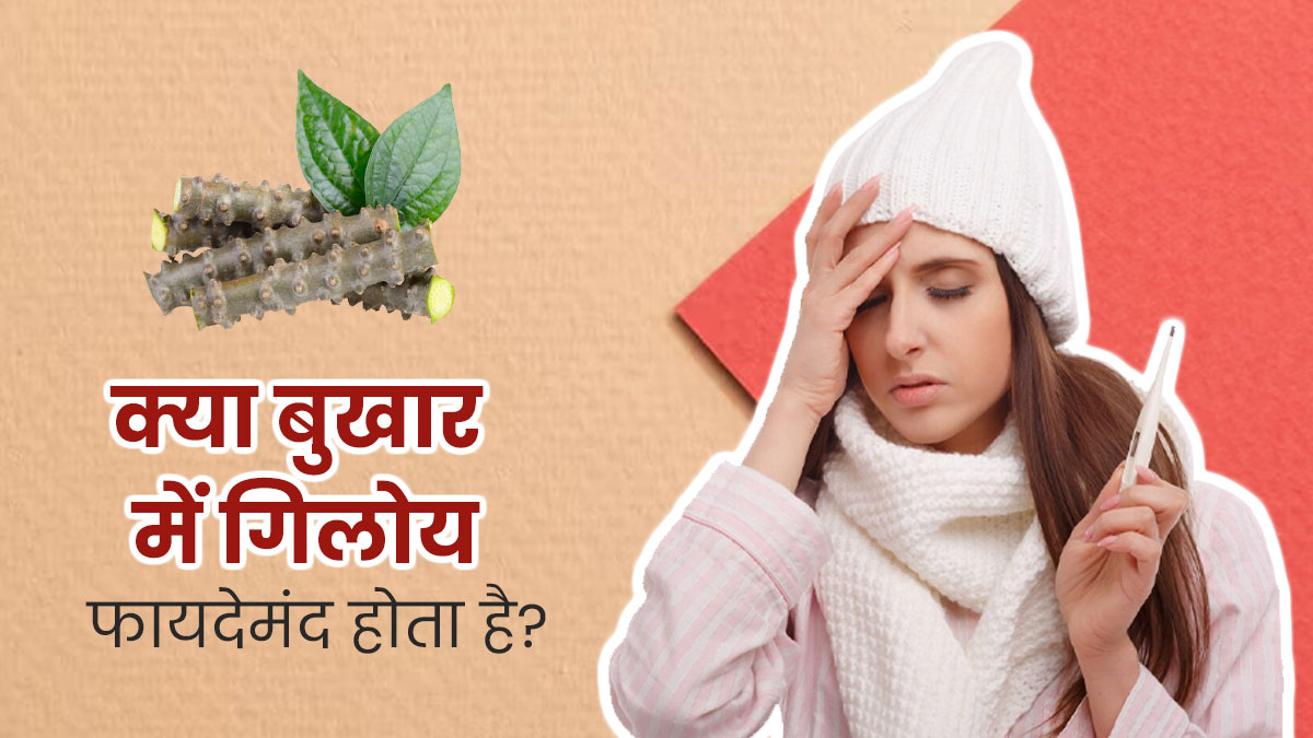 क्या बुखार में गिलोय का सेवन करना फायदेमंद होता है? जानें एक्सपर्ट की राय