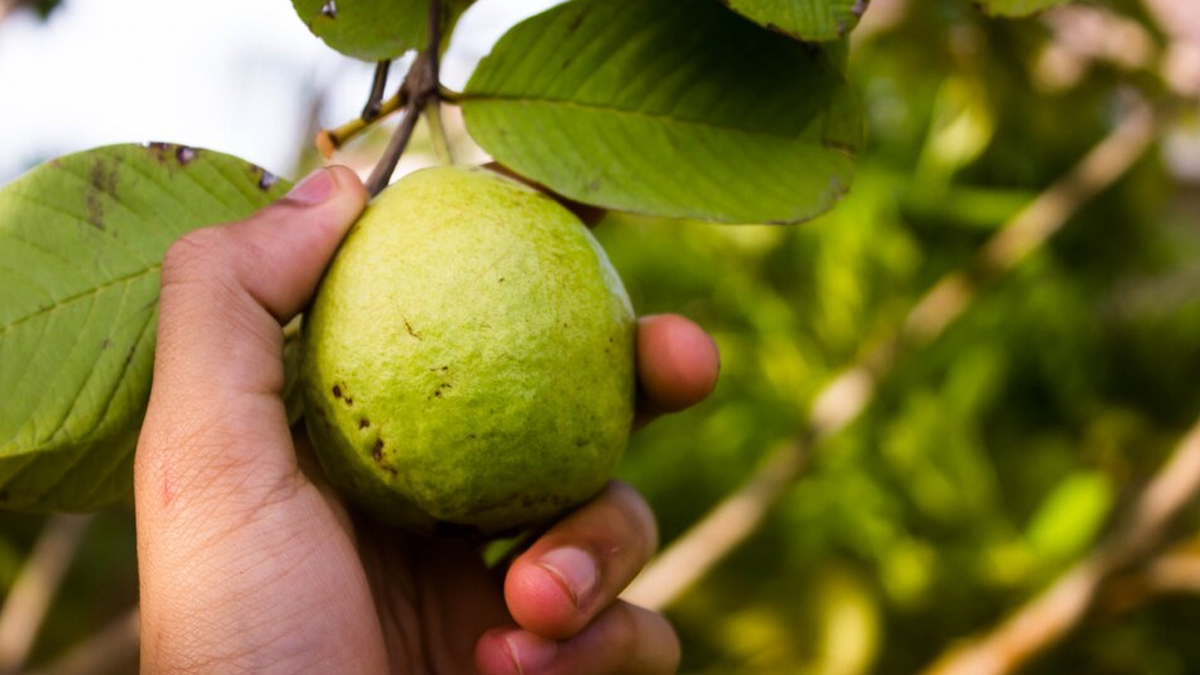 Tips To Include Guava Leaves In Your Diet To Manage Cholesterol