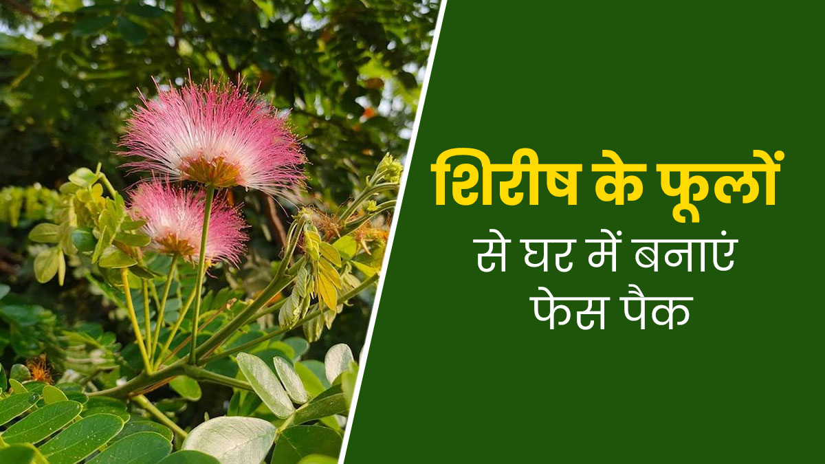 ऑयली स्किन है तो चेहरे पर लगाएं शिरीष के फूलों से बने ये 4 फेस पैक, चिपचिपाहट होगी दूर