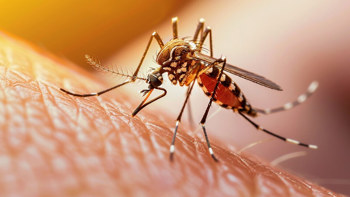dengue