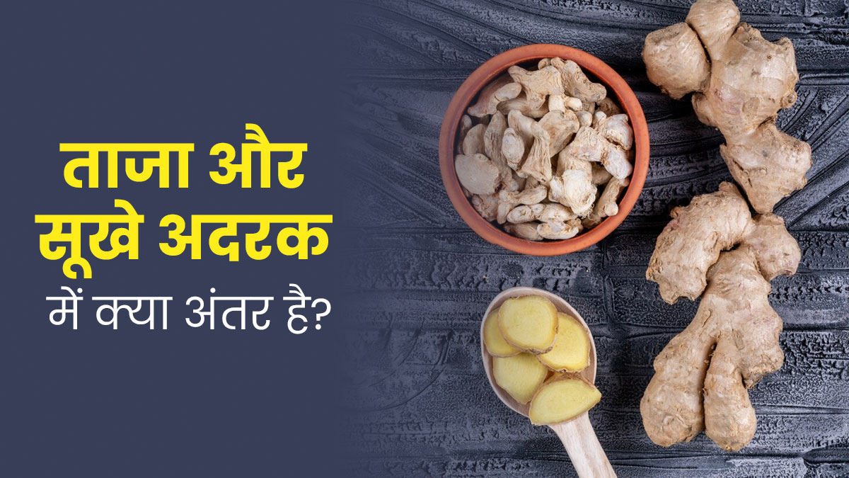 ताजा और सूखे अदरक में क्या अंतर होता है? आयुर्वेदाचार्य से जानें क्या होता है ज्यादा फायदेमंद