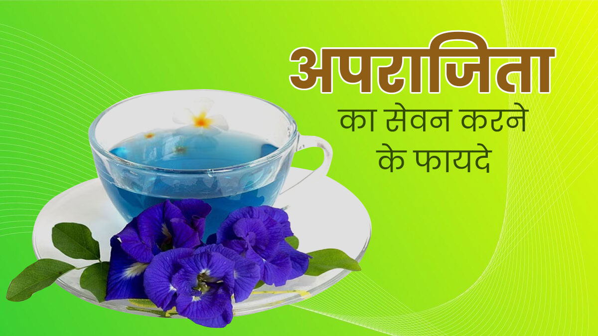 अपराजिता के सेवन से सेहत को मिलते हैं ये 6 फायदे, आयुर्वेदिक एक्सपर्ट से जानें 