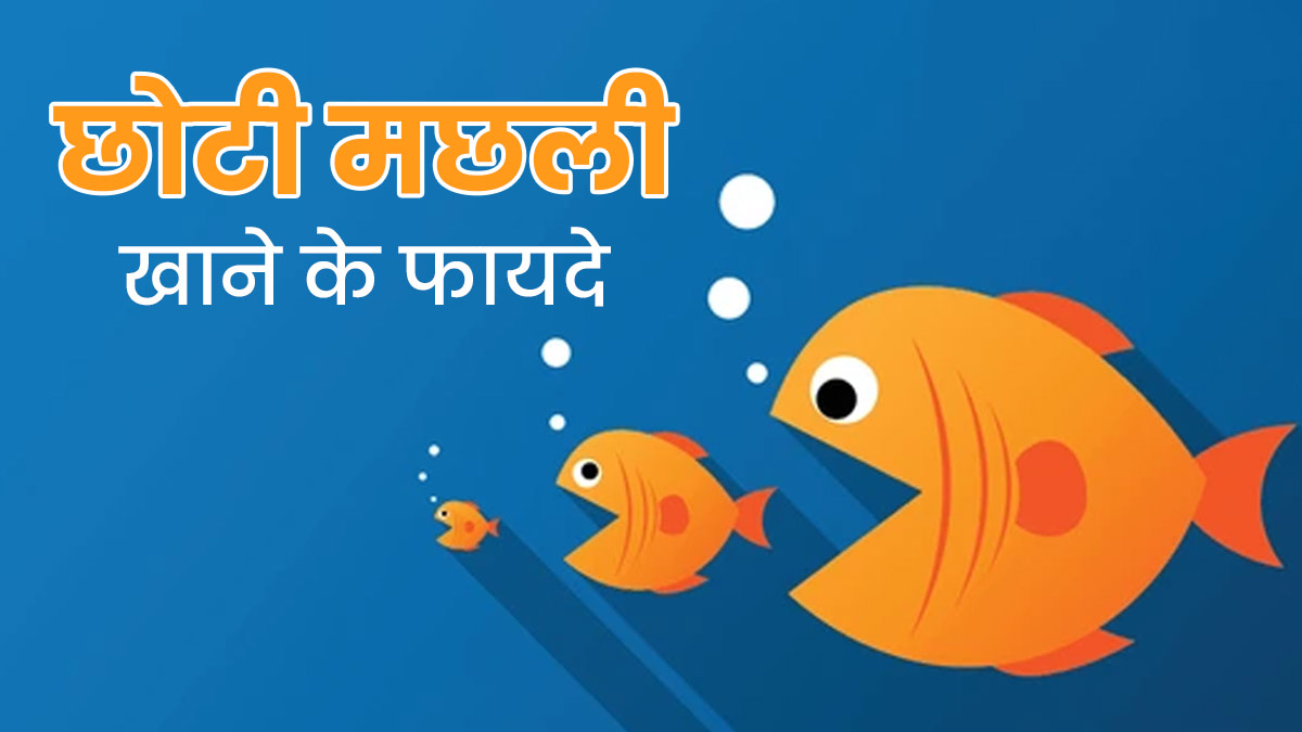 छोटी-सी मछली आपको दे सकती है लंबा स्वस्थ जीवन, स्टडी के बाद वैज्ञानिकों का दावा 