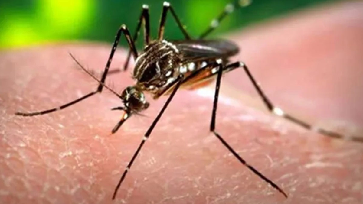 Maharashtra Reports 3,736 Dengue Cases Till July, Along With Chikungunya Cases Doubling In Numbers