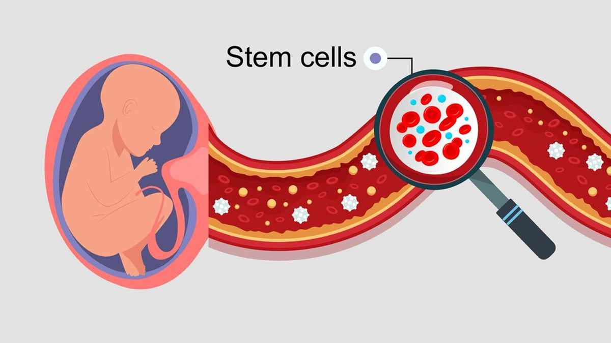stem-cells