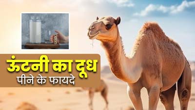 सेहत के लिए बेहद फायदेमंद होता है ऊंटनी का दूध, आप भी कर सकते हैं कभी-कभी सेवन