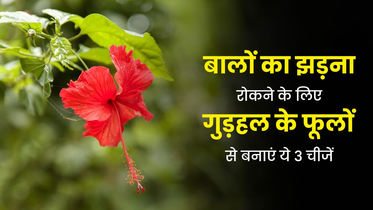 मानसून में हेयर फॉल से परेशान हैं, तो गुड़हल के फूलों का इन 3 तरीकों से करें इस्तेमाल, दूर होगी समस्या