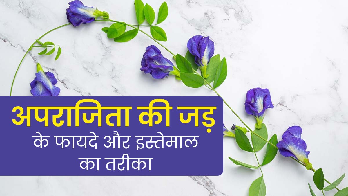 अपराजिता की जड़ भी होती है सेहत के लिए फायदेमंद, इस तरह से करें सेवन