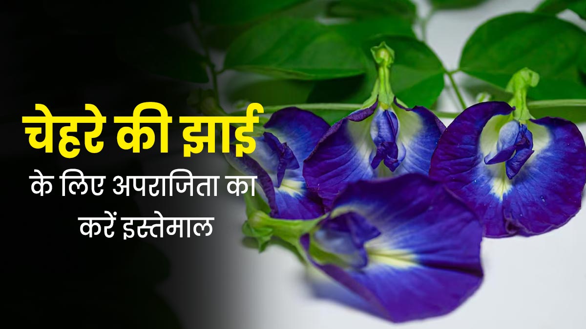 चेहरे की झाइयां मिटाने के लिए अपराजिता की जड़ का करें इस्तेमाल, त्वचा की रंगत भी होगी साफ