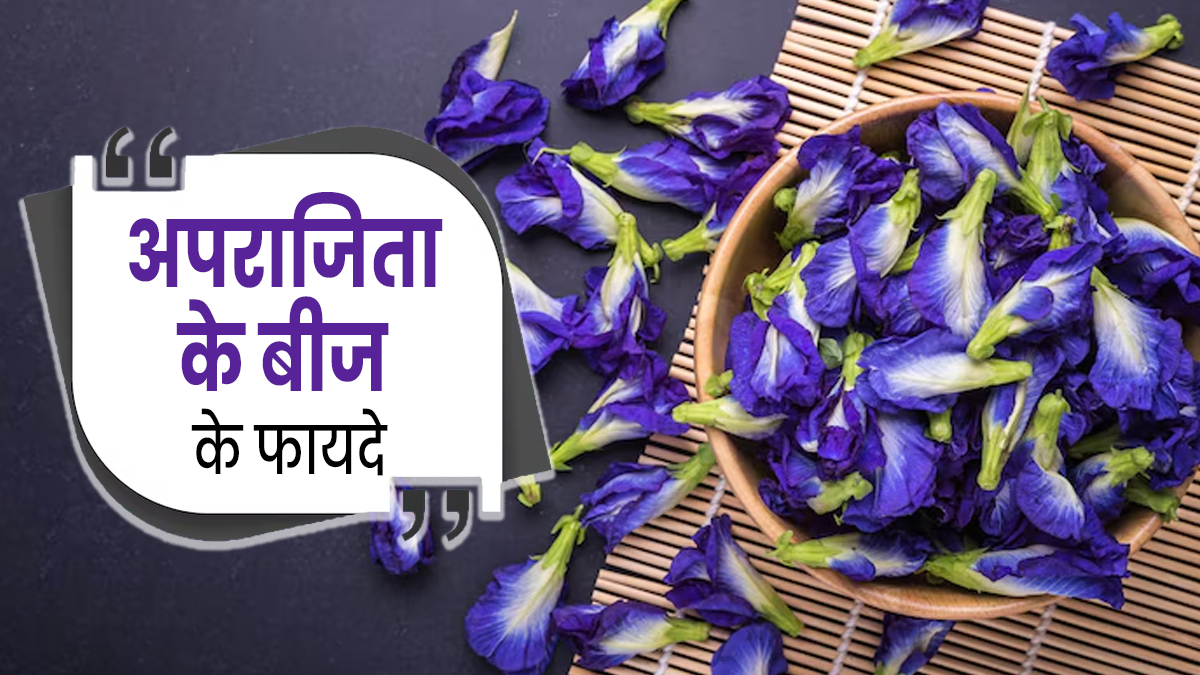 सेहत के लिए बेहद फायदेमंद होते हैं अपराजिता के बीज, एक्सपर्ट से जानें सेवन का तरीका