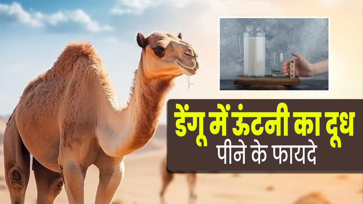 डेंगू में ऊंटनी का दूध पीने के हैं अनेक फायदे, आयुर्वेदाचार्य से जानें