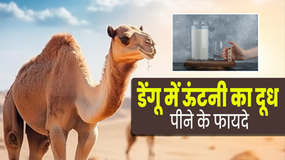 डेंगू में ऊंटनी का दूध पीने के हैं अनेक फायदे, आयुर्वेदाचार्य से जानें