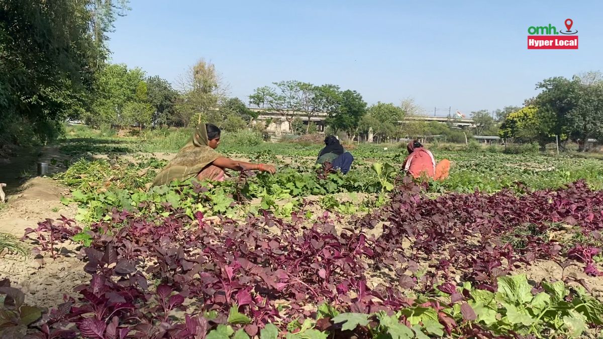 Contaminated Yamuna Floodplain Vegetables ICAR scientist tells reasons