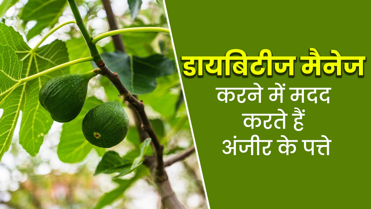 डायबिटीज मैनेज करने में सहायक हो सकते हैं अंजीर के पत्ते, एक्सपर्ट से जानें फायदे