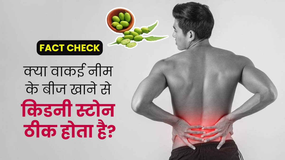 FACT CHECK: क्या वाकई नीम के बीज खाने से किडनी की पथरी ठीक होती है? डॉक्टर से जानें सच्चाई
