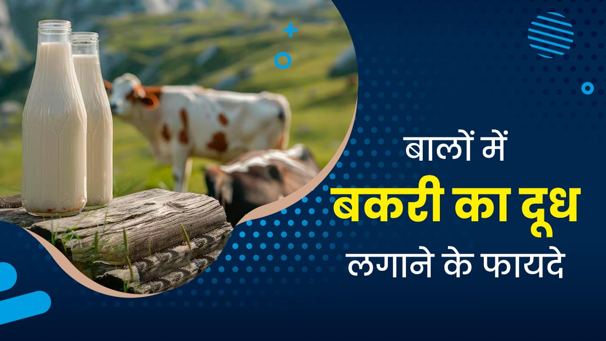 बालों के लिए बहुत फायदेमंद है बकरी का दूध, जानें इस्तेमाल करने का तरीका