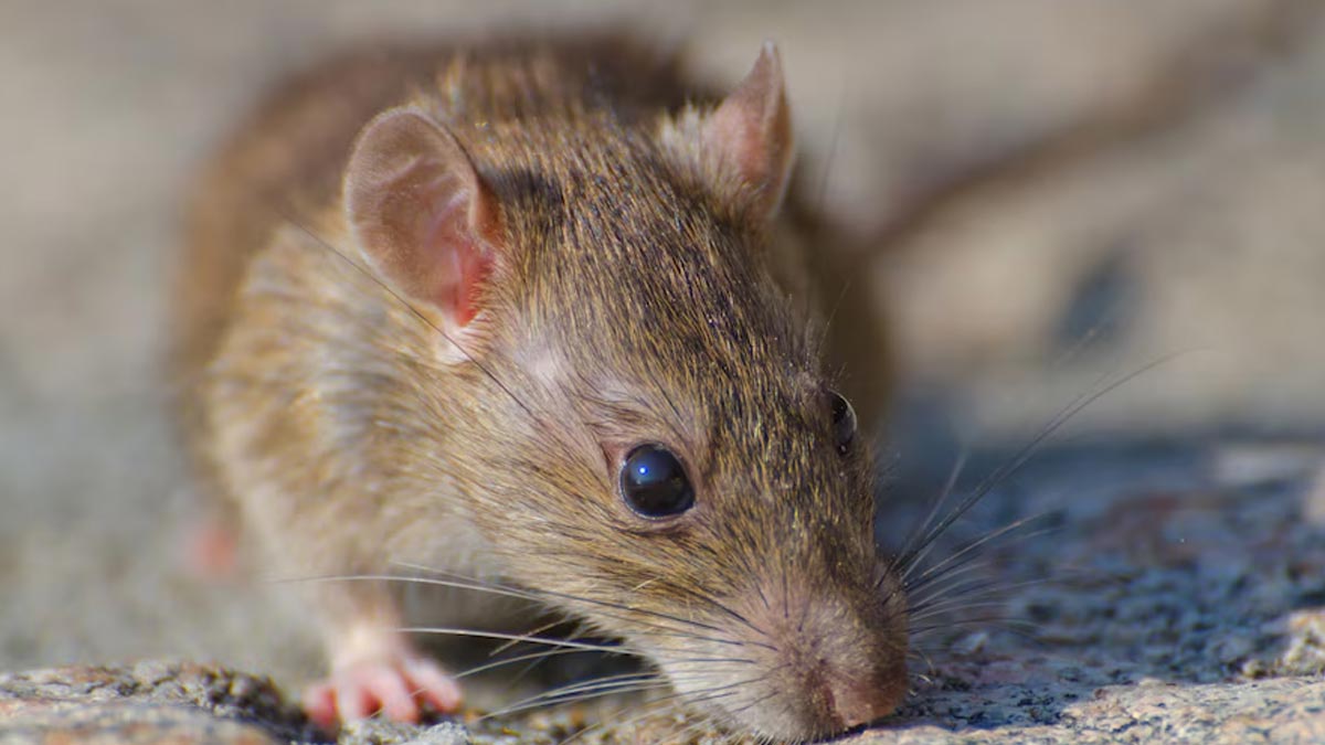 Rat Disease Hantavirus Kills 4 In US: Here Are Its Symptoms, Prevention, Treatment 