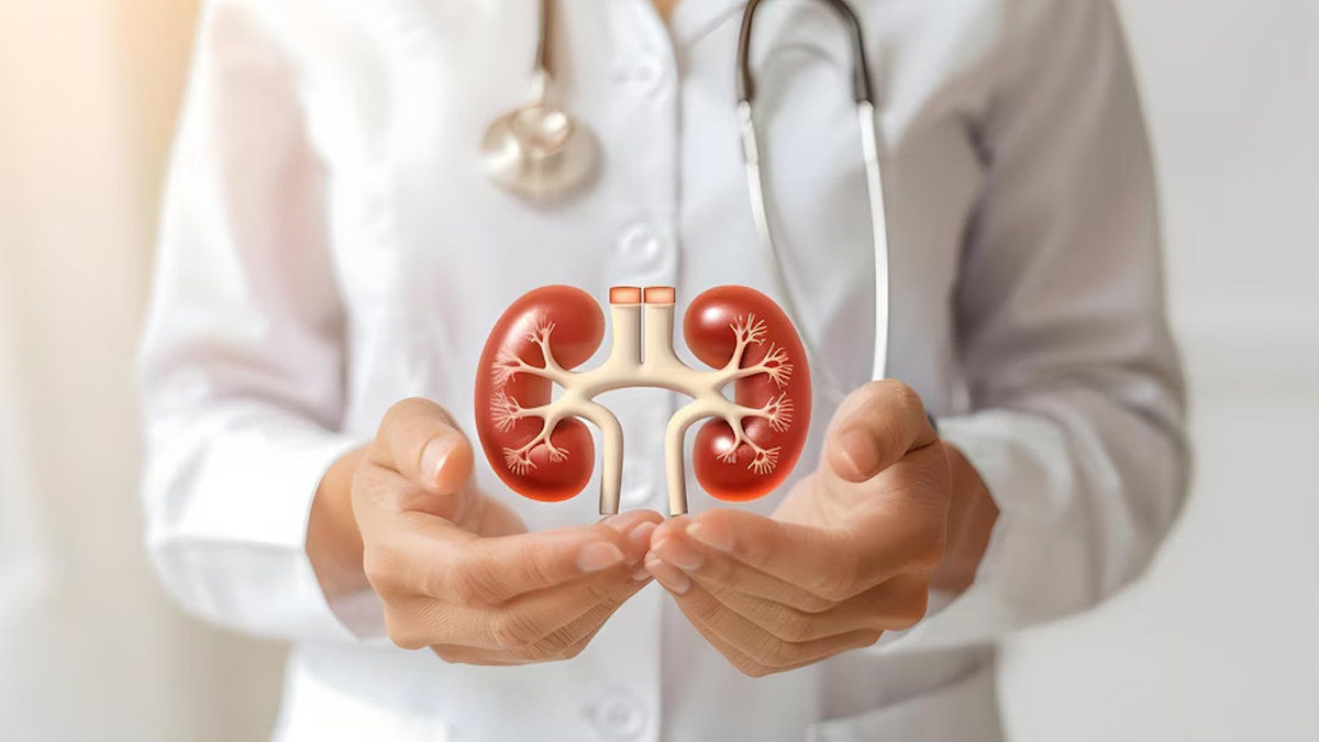 Kidney