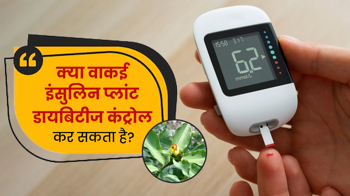 Fact Check: क्या वाकई इंसुलिन प्लांट डायबिटीज कंट्रोल कर सकता है? डॉक्टर से समझें सच्चाई