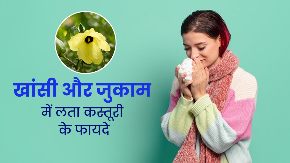 खांसी जुकाम जैसी समस्याओं में रामबाण है लता कस्तूरी, जानें कैसे करें सेवन