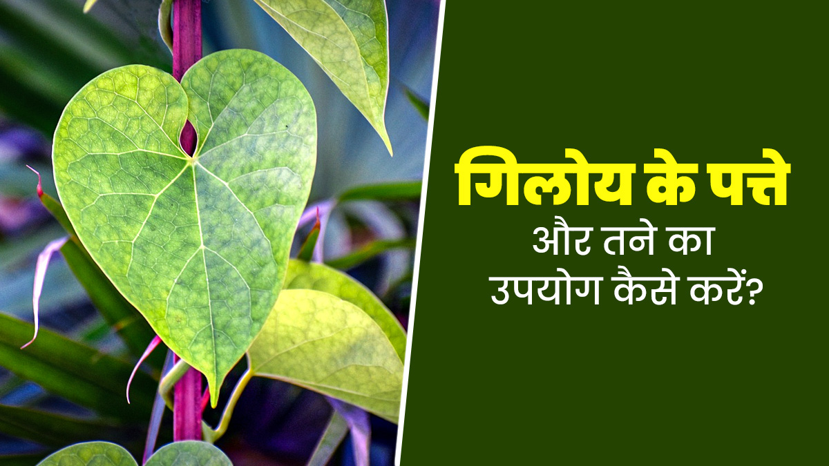 स्वस्थ रहने के लिए गिलोय के पत्तों और तने उपयोग कैसे करें? आयुर्वेदाचार्य से जानें