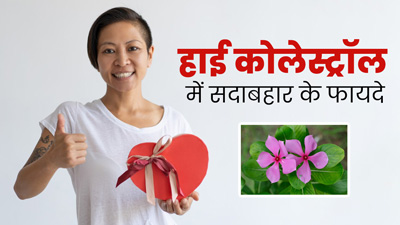 हाई कोलेस्ट्रॉल में ऐसे करें सदाबहार के फूल का सेवन, मिलेंगे जबरदस्त फायदे