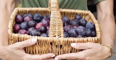 बोन लॉस से बचने के लिए डाइट में शामिल करें आलूबुखारा, सेहत के लिए होता है फायदेमंद
