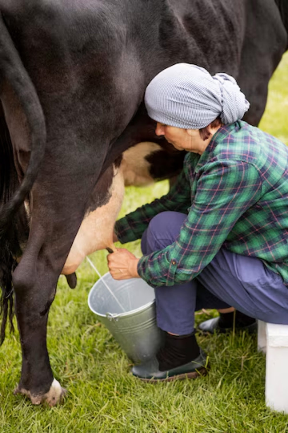 World Food Safety Day: How Does Overuse Of Oxytocin For Milk Production ...