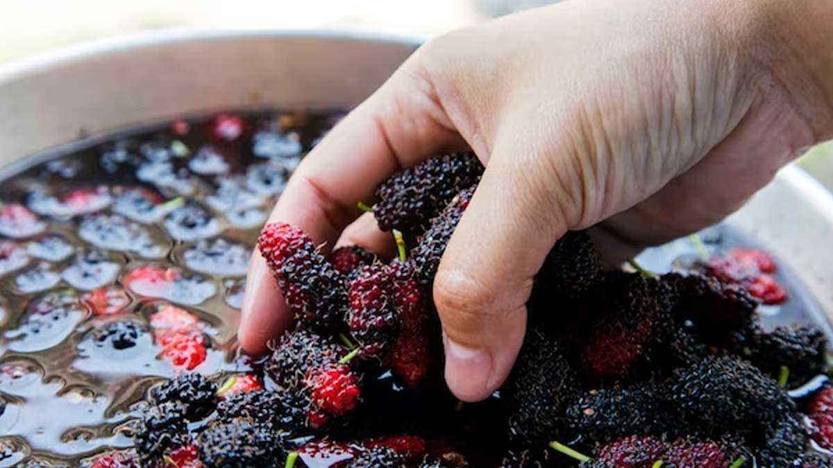 mulberry