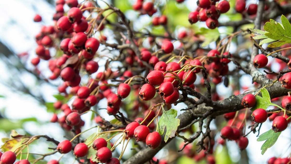 Health Benefits of Karonda One Should Know